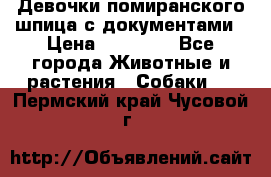 Девочки помиранского шпица с документами › Цена ­ 23 000 - Все города Животные и растения » Собаки   . Пермский край,Чусовой г.